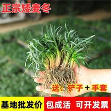 日本矮麦冬草庭院草坪绿化玉龙草苗耐寒四季常青地被植物麦冬草苗