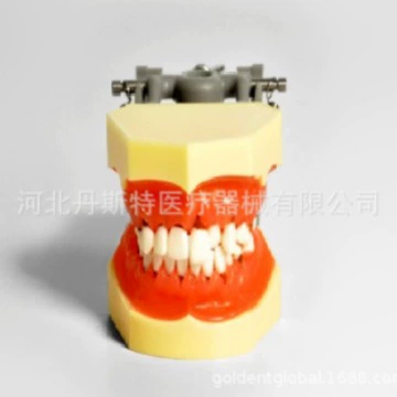 跨境 продукты dental model teaching model periodontinal model M4003 модель