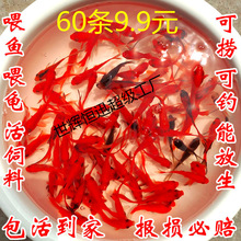 草金新手小鱼冷水好养耐活的冷水鱼观赏鱼练手小金鱼活鱼苗一斤