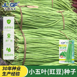 丰满园摘不败小五叶豇豆种子长豆角种籽春秋农家菜园爬藤蔬菜种孑