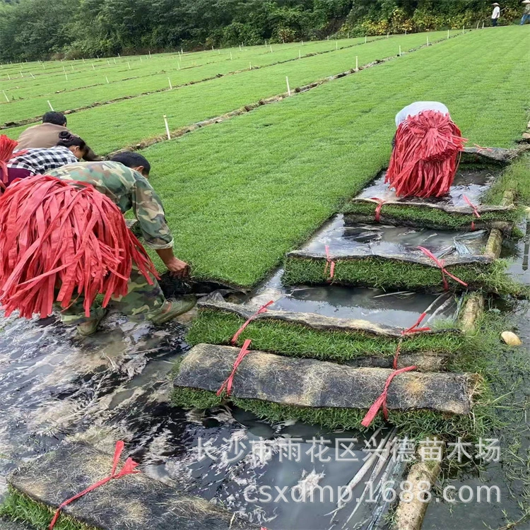 Оптовая продажа газонной травы, рулоны четырехсезонной вечнозеленой бермудской травы, смешанные с орхидеей №3, газонные покрытия для защиты склонов.