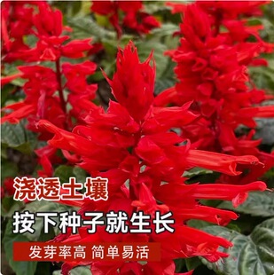 һ���t�_���׷NͥԺ�̨�����ļ����ԷN�Ѳ��N�t���^���ڷN�ӾG��