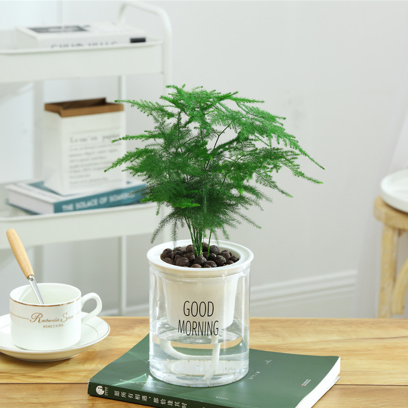 아스파라거스【굿모닝 분지】+영양액