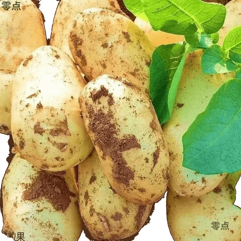 黄皮ジャガイモ、新鮮な掘り出しジャガイモ、季節の野菜、本格的な全箱卸売粉もちジャガイモ、アマゾン|undefined