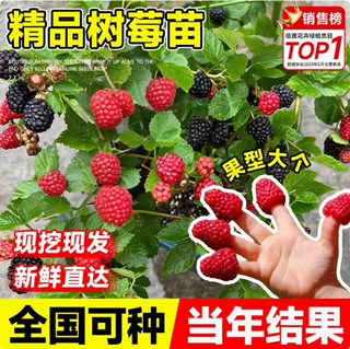 双季树莓覆盆子树苗树莓苗黄黑红树莓苗南北方盆栽地栽果树苗