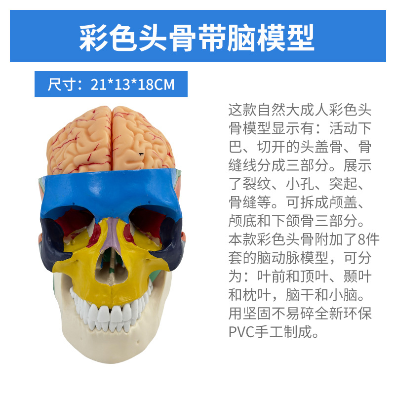 ��ɫͷ��ɫ�Է��� ��ѧ����1:1����­�Խ���ģ�͸���׵���Զ���