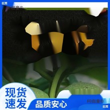 四座楼狮子头麒麟纹大官帽青皮文玩核桃赌青皮可能出三棱四麦太保