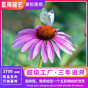 ���l���ɹ��շN�羰�^�G���̨���Ի��绨�ѻ������R���F�շN��