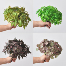 ΢���^������ָ�ܛ�zС֧�t���~����С���Լ�ֲ��ٲݷ����Gֲ