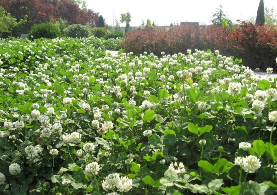 进口白三叶种子红三叶车轴草籽幸运草四季播种绿肥草花草坪种籽孑-阿里巴巴