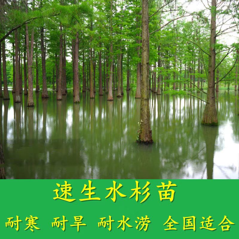 땅심기에는 메타세쿼이아 6cm 굵기 1개를 권장합니다.