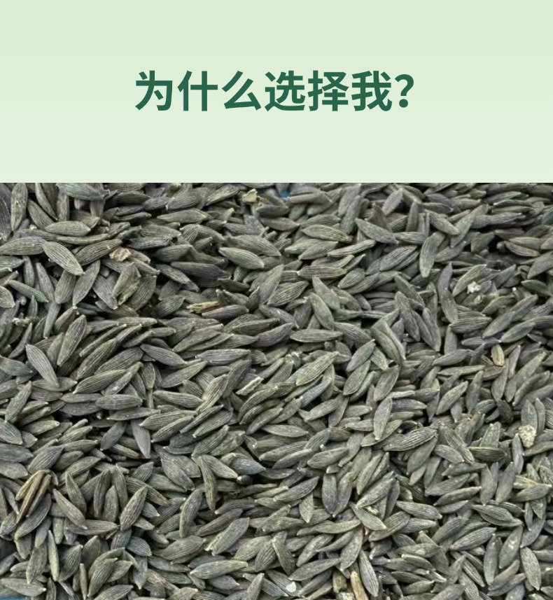 Black Lettuce Seeds Raw Edible Agricultural Product 1 Jin Pack key features