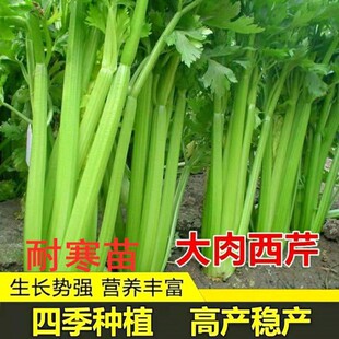 �۲����ļ��NֲС�������n�S���n�������߲����ﶬ�ͺ��������r��