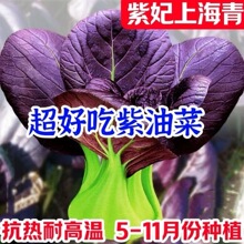 紫罗兰紫油菜种籽上海青抗寒抗热小油菜青梗菜耐寒新鲜蔬菜种子
