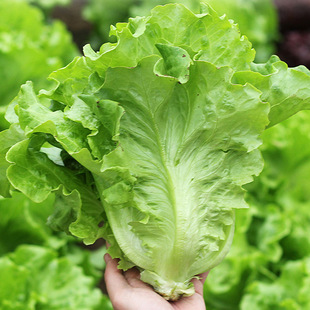 ������ͳ�̦���˷N���͟�߮a��ʳ�߲˷N���̨�����~�ˏS�����l