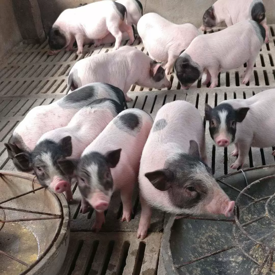 纯种陆川猪幼仔活体猪仔活猪小花猪小香猪幼苗散养陆川种猪育肥猪