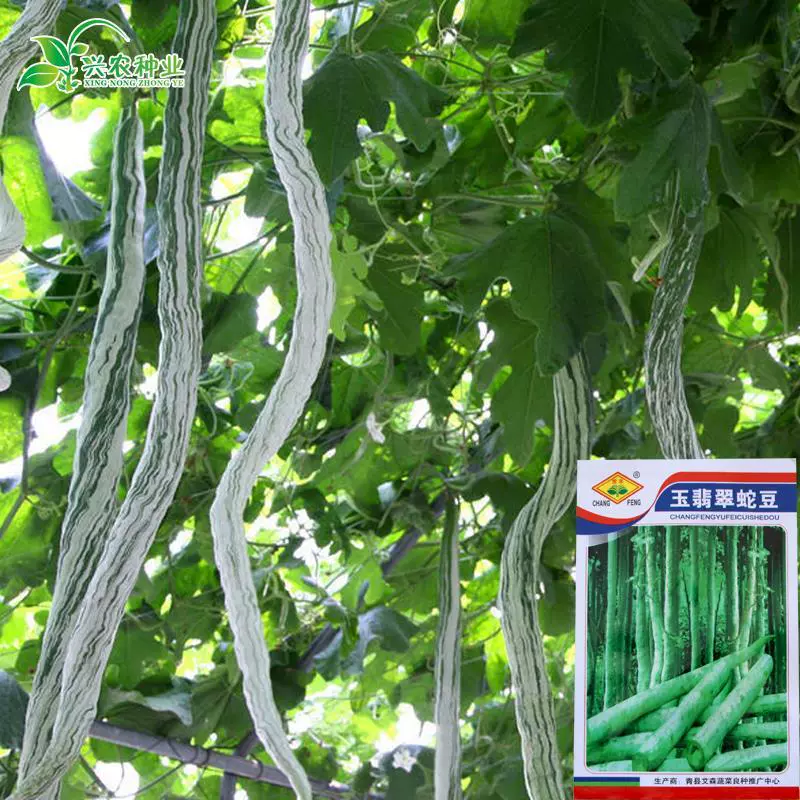 Оригинальные цветные семена нефритовой змеиной фасоли, высокоурожайные семена овощей для фермерских хозяйств, хороший вкус и фирменные блюда.