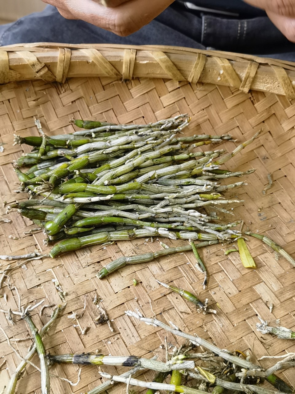 Huoshan Dendrobium Fresh Stems Mi Hu 10g+ Huoshan Shihu Freshly Picked quality and texture