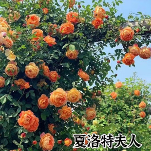 �W���ٱ��¼��������������Ի���ͥԺ���Tѭ�h�_��ֲ�������¼�