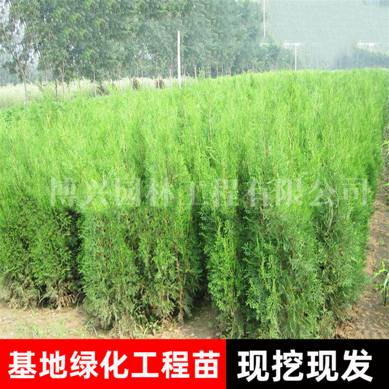 侧柏柏木扁柏小苗庭院造景工程道路篱笆绿篱植物四季常青绿化苗木