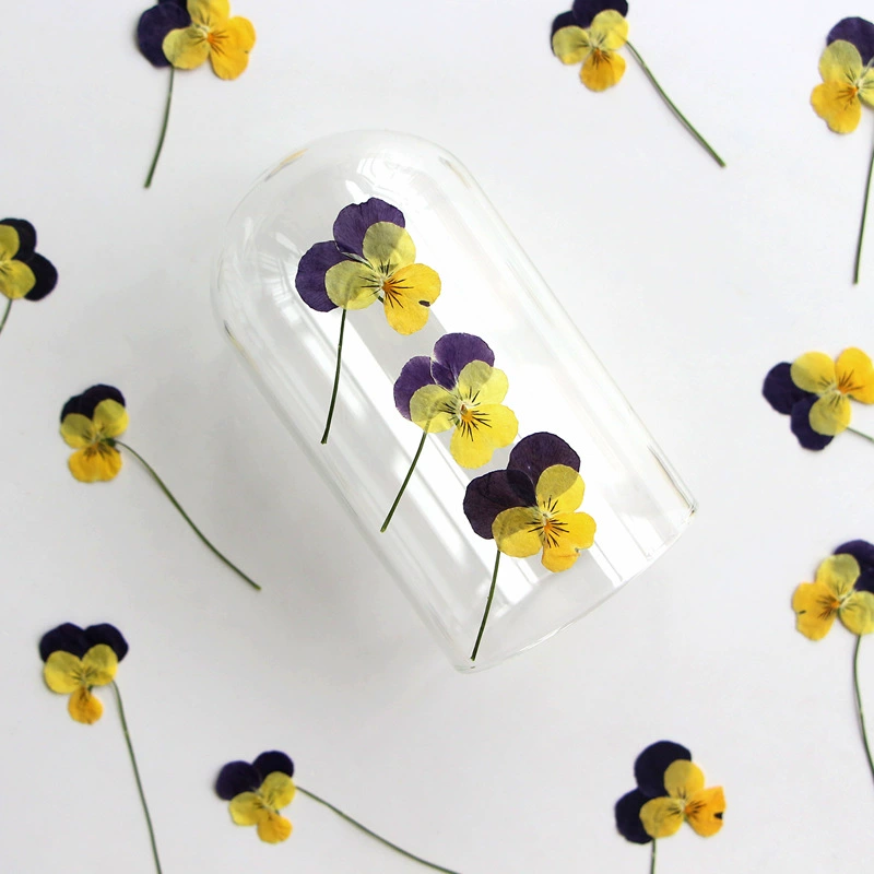 Corydalis с ветками сушеный цветок тиснение DIY Материал капля клей фоторамка Закладка образец растения живопись настольная лампа цветок оптом