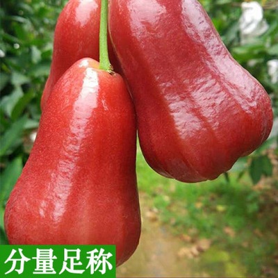 Wax apple wholesale Thailand Black Edition fresh Tropical fruit 1-5 Season Hainan specialty