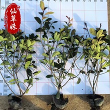 �t�~ʯ骘�С��r����ľ80���־G�����ļ�����ͥԺ�G������t����