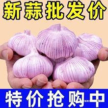 新鲜大蒜蒜红皮大干子紫皮降价山东大蒜头带头批发金乡中国大陆
