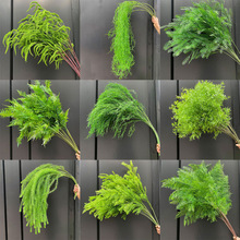 �M�����J���𱳾����~����Gֲ�����b�ǧ�����߻�cɢβ���廨