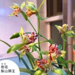 名贵兰花带花苞建兰春兰四季素心兰花苗出售花卉盆栽草好养