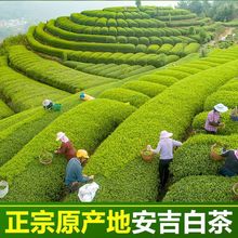 2023新茶正宗安吉珍稀白茶高山特级明前绿茶散装茶叶口粮茶礼盒装