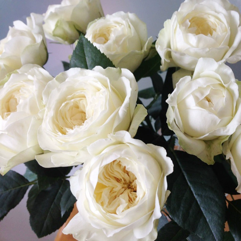 Цельные розы Dream Lily, белые, крупнокорнеплодные, рассада роз, срезанные цветы, рассада роз, балконные садовые горшечные растения с сильным ароматом