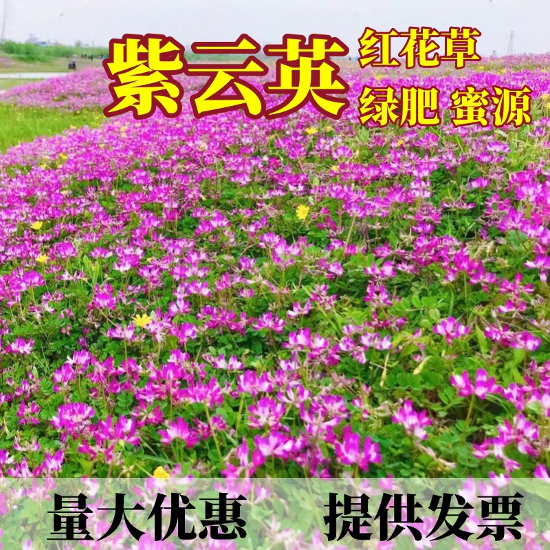 紫云英种子红花草种子养蜂蜜源高产绿肥牧草种子食用野菜绿肥种籽