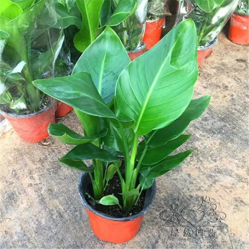 Гидропонное растение райская птица, большое зеленое растение в горшке, вечнозеленый цветок, выращенный в воде, стрелиция, легко поддерживать в помещении на балконе.