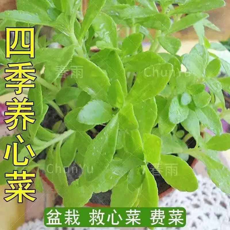 Семена овощей, богатые кальцием, полезные для сердца, съедобные дикие овощи, семена овощей для четырехсезонного посева на балконе в горшках, специальные овощи для здоровья.