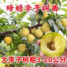 һlڷӘĴÓӘϷNֲͥԺ