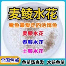 ���Nˮ�� �~�� ���Nˮ�� ����~ ���w�D���~�� Ͷι���Z�~���D