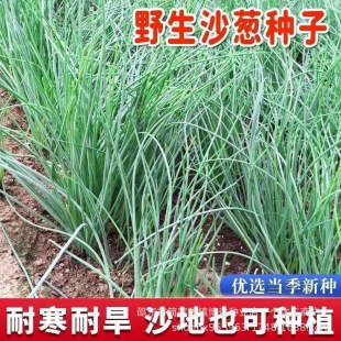 Ұ��ɳ�[�N��ɳ�[�߮a���͟��ͺ��ͺ�����ͥԺ�̨�ļ��߲˷N��