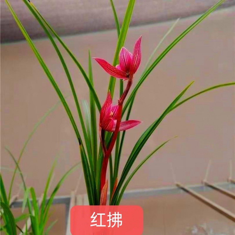 兰花大全春兰春剑花期带花苞红佛浓香老品种兰花苗绿植盆栽花卉