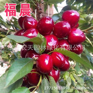 �t��觙��ҹ�������Ҙ�܇�����ϱ����Nֲ���Լ޽�ͥԺ�̨ˮ����