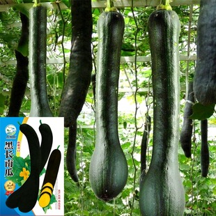 ���l�Ϲϴ����N�Ӻ�Ƥ�L���h�Ϲ��۱��Ѽ�ͥ�ˈ@�Nֲ�߲˷N�ӹ�˾