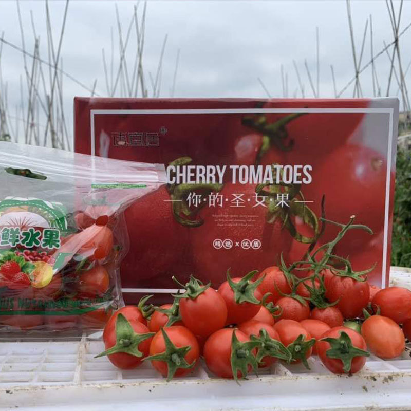 Fujian Open air Cherry tomatoes -- Tomatoes