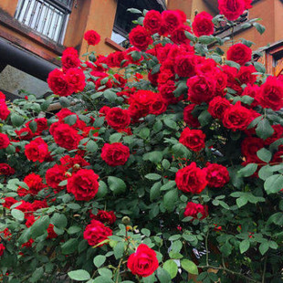 Rose Flower Seeds Climbing Rose Flower Seeds Bloom All Year Round Climbing Vines Climbing Flower Plants Flower Sea Landscape Flower Seeds