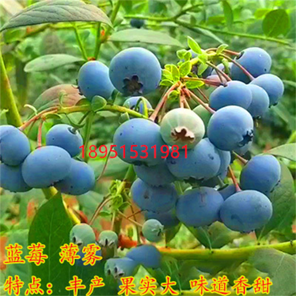 O1CN01Qzey4M2GM3IBkAMbb_!!2212