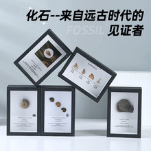 三叶虫化石狼鳍鱼牙齿菊石化石古生物标本原石头摆台科普收藏礼物