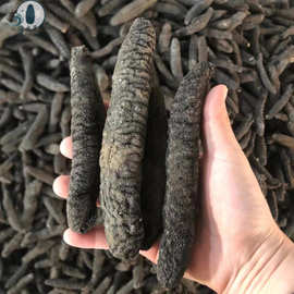 批发10头大乌参 乌参 乌条参 酒店水发专用海参 一手干货产地直销