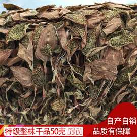 金线莲 福建 土楼 野生 整株干品 养生茶 10克到50克多规格可选包