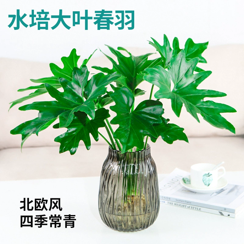 Гидропонные растения, весенний дождь, горшечные растения в водной культуре, домашний рабочий стол, офис, цветы весеннего дождя, зеленые растения, монстера, легко выращиваются в любое время года.