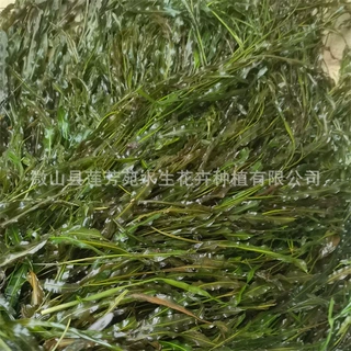 马来眼子菜 耐寒篦齿眼子菜 竹叶眼子菜 承接种植