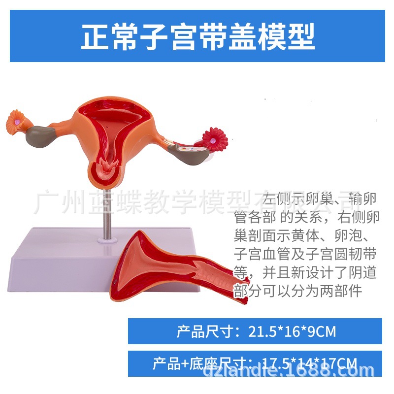 Ů����ֳģ��ģ��Ů����ֳģ��ģ��˽���ӹ�ģ�ͽ̾߸����ѳ�����